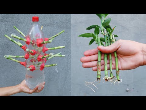 Amazing ideas for Making Flower Pot Recycling plastic Bottles into flower Pot