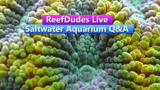 ReefDudes Reef Chat - Saltwater Aquarium Live Q&A - Live with ReefingWithO