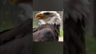 Download lagu suara burung garuda mp3 Download lagu suara burung garuda mp3