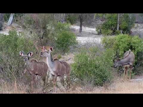 Djuma: Warthogs, Zebras, Kudus, Impalas, Giraffe and Nyala - 12:24- 08/21/19