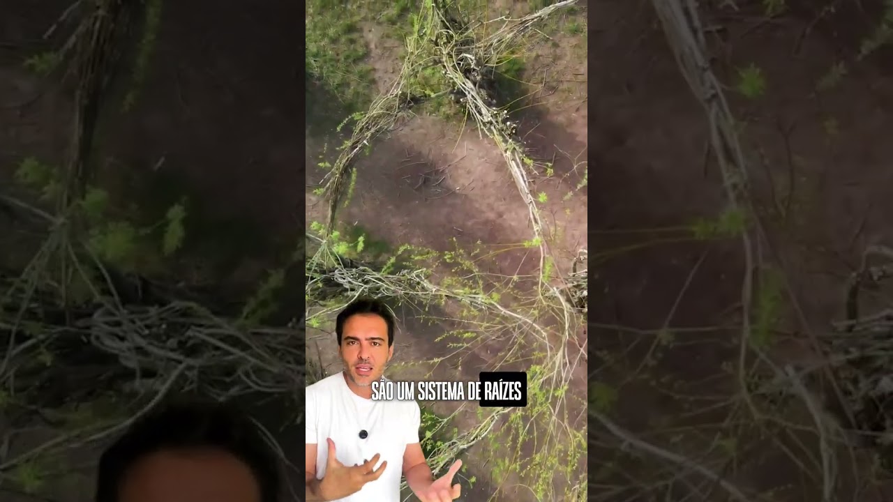 Brumadinho: Como Luto e Engenharia Sustentável Escreveram uma Nova História