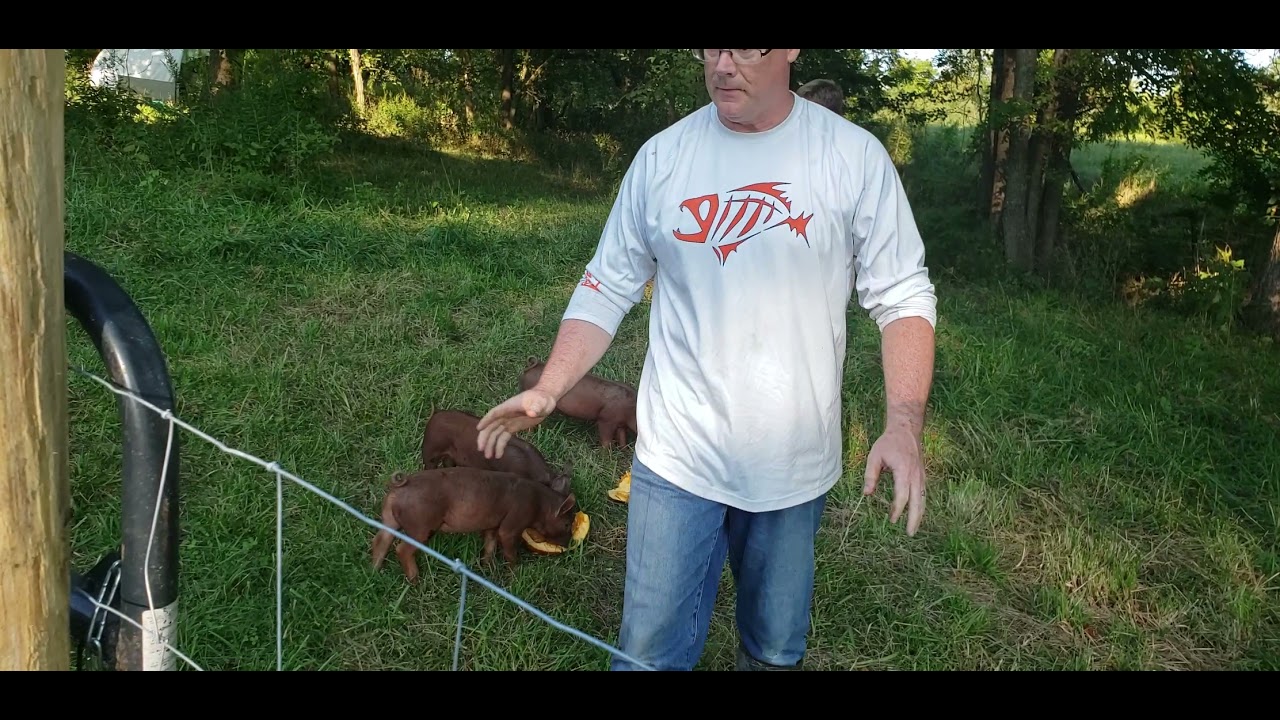 Feeder pigs enjoying some pumpkin