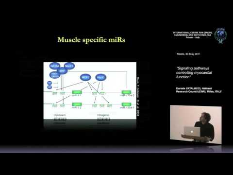 D. Catalucci - Vias de sinalização que controlam a função miocárdica