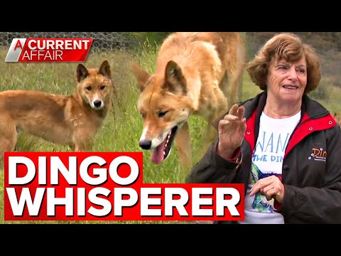 Saving Australia's pure dingoes from extinction | A Current Affair