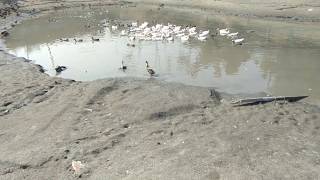 preview picture of video 'Duck Farm In Assam Howly 9854492090'