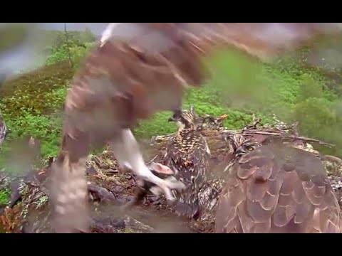 Louis delivers fish number two to the Loch Arkaig Osprey nest on a misty morning 28 Jun 2020