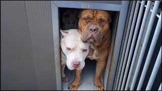 Our 6 Giant xl dogs chilling on a lazy day.