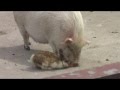 Свинья отработала морковку у кролика (Pig took away the carrot from rabbit ...