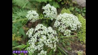 日本百名山　妙高山(南峰・北峰)