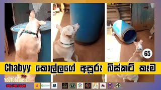 Chabyy කොල්ලගේ අපූරු බිස්කට් කෑම - 65 - Ceylon Pet Media YouTube Star Competition