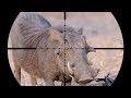 Epic SCOPE CAM Warthog Hunting in AFRICA!!!! (Close Shot)