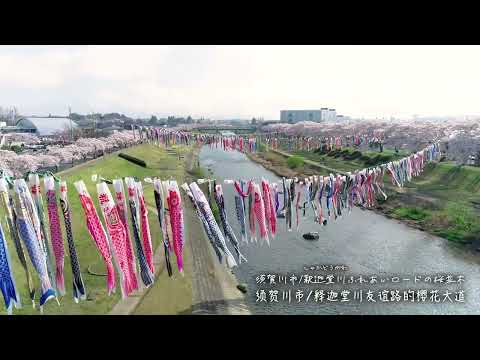 福岛，时光悠然。寻樱之旅