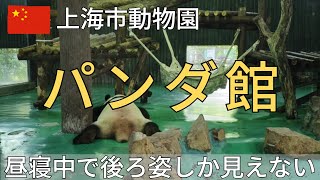 【上海】上海動物園のパンダ館へ。昼寝中で後ろ姿しか見えない・・