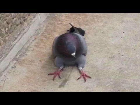 WIESO SITZT DIESE TAUBE?