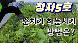 서리태콩 (청자5호)순치는 시기 언제가 좋을까?