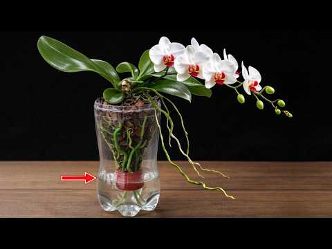 No Watering Needed! Orchids Grow and Bloom Beautifully in Water