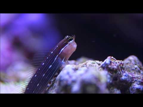 Mein Schleimfisch - Escenius pictus