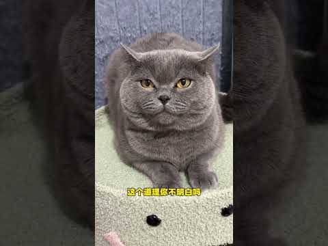 If kittens get too fat, they'll get snatched away #CutePetDebutPlan #MeAndMyCat #CatWithThoughtsW...