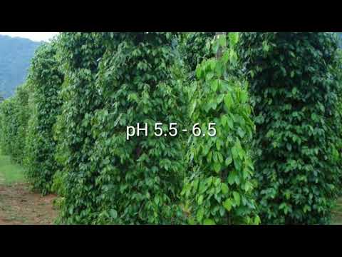 Black pepper (Piper nigrum) cultivation