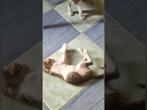 cute kittens fighting like a maniac🤣🤣 ||#shorts||sanah and afnah's galaxy