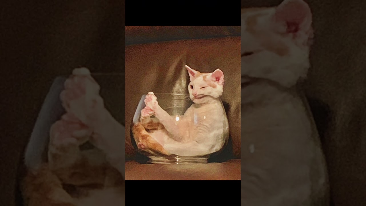 #funnycat #cats #cat #catsofinstagram #of #catstagram #catlover #catlife #funnycats #instacat