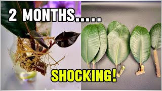 Rubber Plant Propagation: Prop Drops vs Clonex Gel vs Tap Water (2-Month Test)