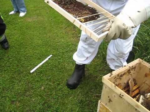 Misskötta bin tas om hand del 1