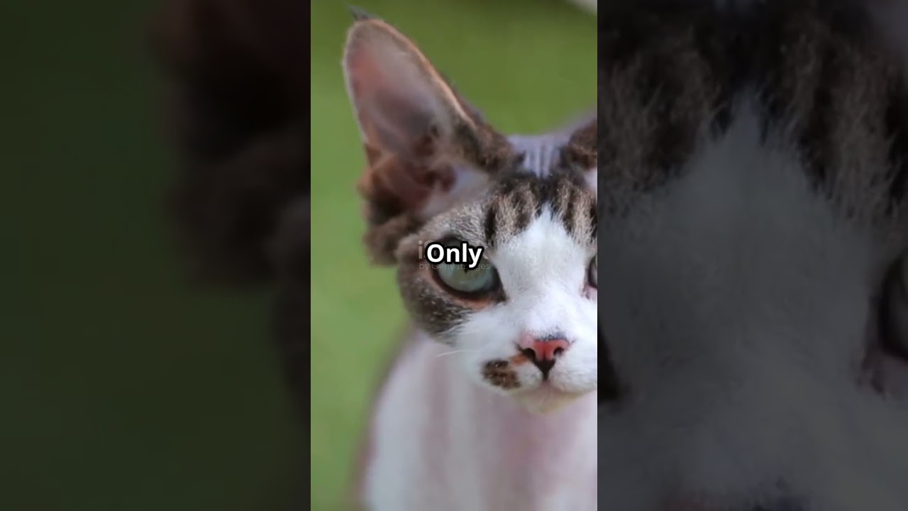 Funny Facts You Won’t Believe!