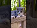 Guess Not Hiss 🩵 Beautiful Gray Tabby Cat 🩵 Cats Shorts