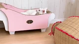【猫】猫カフェにて、急に荒ぶる白猫さん！【癒し】