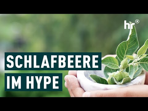 Ashwagandha: Heilpflanze gegen Stress? | Die Ratgeber