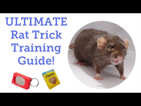 How to Start Training Your Rats (Updated)!