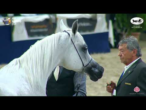 N 125 WADAD ZAMANI   AACHEN 2022   38° All Nations Cup   Mares 11+ Years Old Class 9