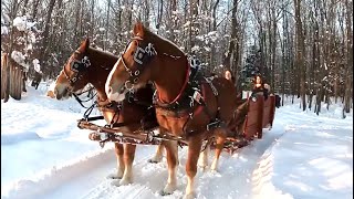 SLEIGH RIDE &amp; CHRISTMAS CAROLS 🎄🎄// Horse Drawn Sleigh Ride &amp; Family Fun!  #420