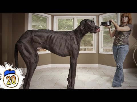 20 Largest Animals of All Time