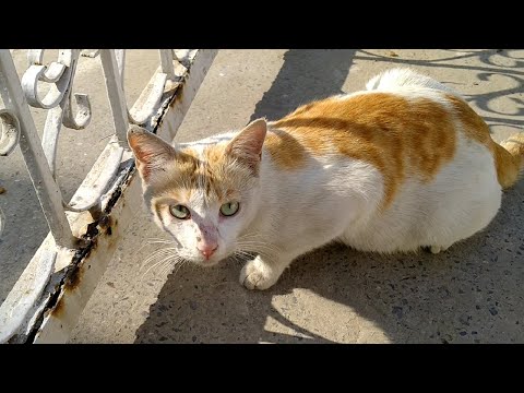Trying To Gain Trust Of Scared Feral Cat