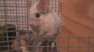 Training a Scared Chinchilla