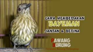 Download lagu CIRI BURUNG BAYEMAN JANTAN & BETINA mp3