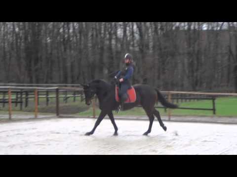 Limited Edition v. Lemony´s Nicket x Florestan x Rubinstein x Donnerhall