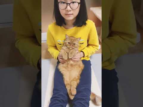 cute British Shorthair doesnt want to be cuddled
