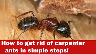 How To Get Rid Of Carpenter Ants In Simple Steps
