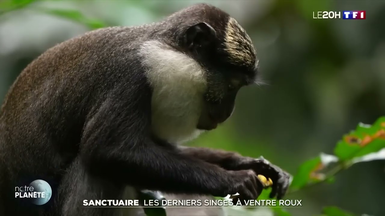 Sanctuaire de DRABO:  les derniers singes à ventre roux