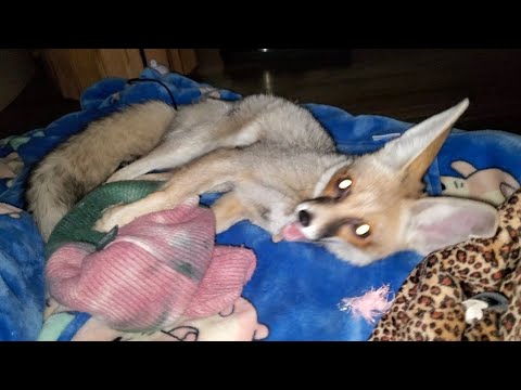 Fawzi Fox hehehe's and steals a hat!