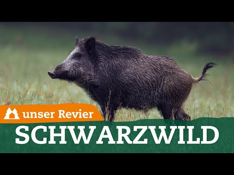 Tips for identifying wild boar during driven hunts | our hunting grounds | #76