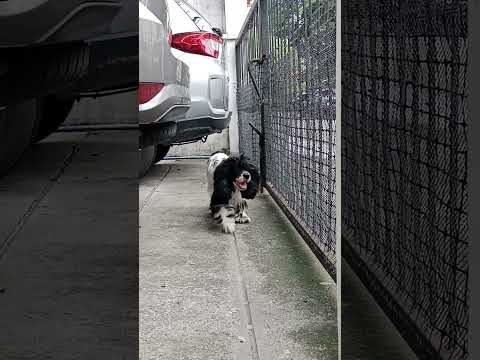 subra tlaga sya #satisfactorio #mascotas #perrosmascotas #amantesdemascotas_mascotas