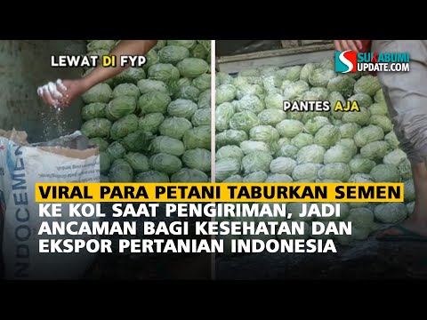 Viral Para Petani Taburkan Semen ke Kol saat Pengiriman, Jadi Ancaman bagi Kesehatan dan Ekspor