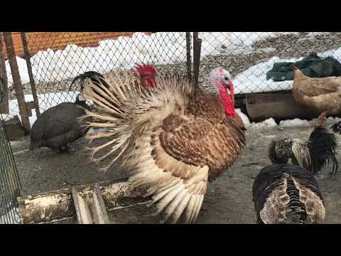 Evoluția curcanului + curcile va cădea bune cloști la primăvară