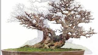 Download lagu HONG KONG BONSAI POTS mp3