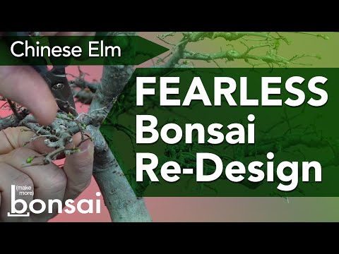 Bonsai Chinesische Ulme Shohin "Naturalistisches" Redesign