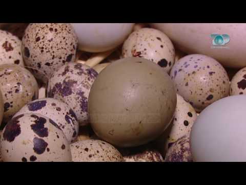 Ne Shtepine Tone, 20 Mars 2018, Pjesa 3 - Vezë pate me mish të grirë